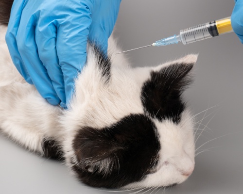 Pet Vaccines