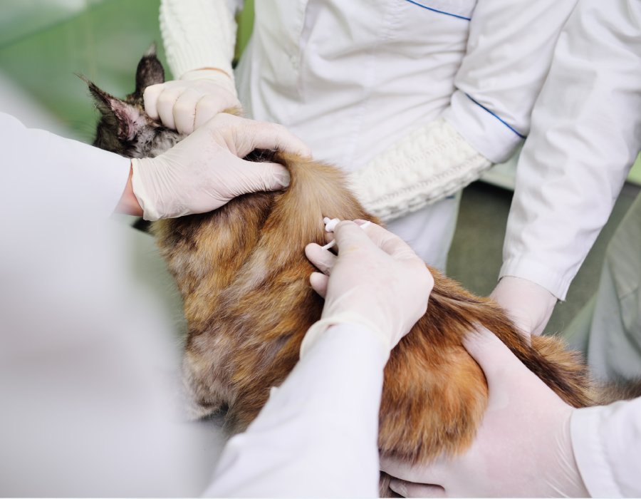 Pet vaccine Service page image