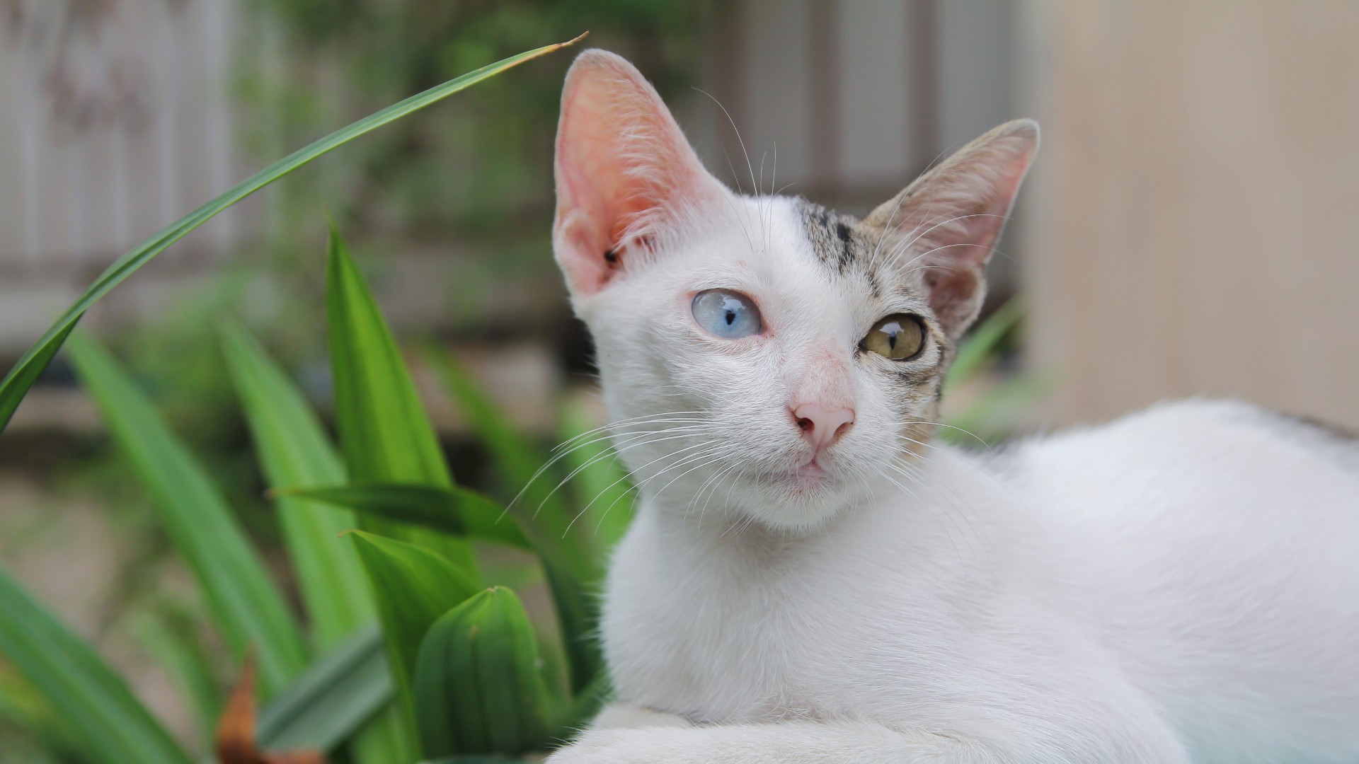 Veterinarian In Vero Beach, FL 32967 Mermaid SANDS Inc.