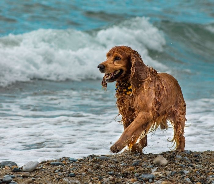 brown-dog Brown dog walking on the beach