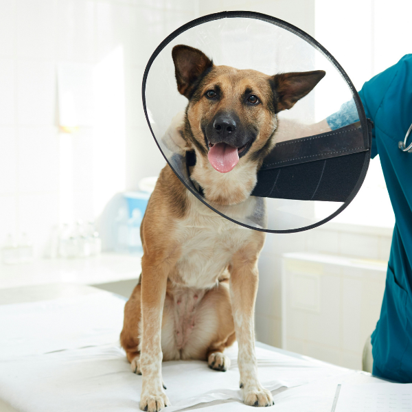 Dog sitting with a cone on its neck