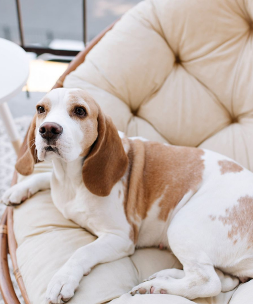 Dog sitting on a chair