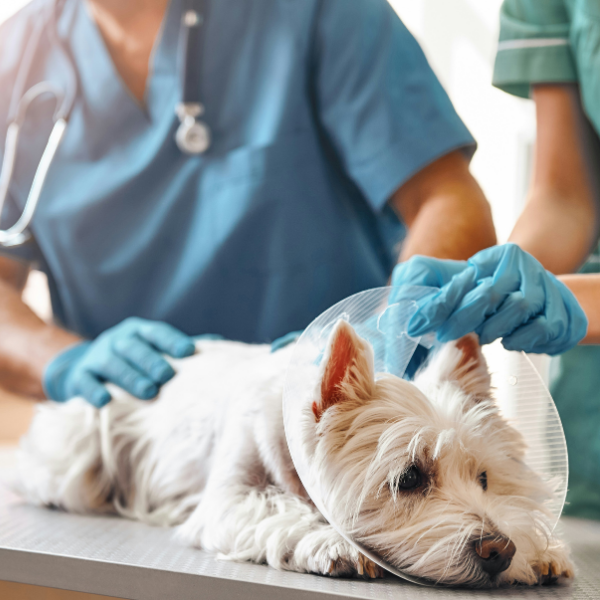 Small white dog wearing a cone at the vet