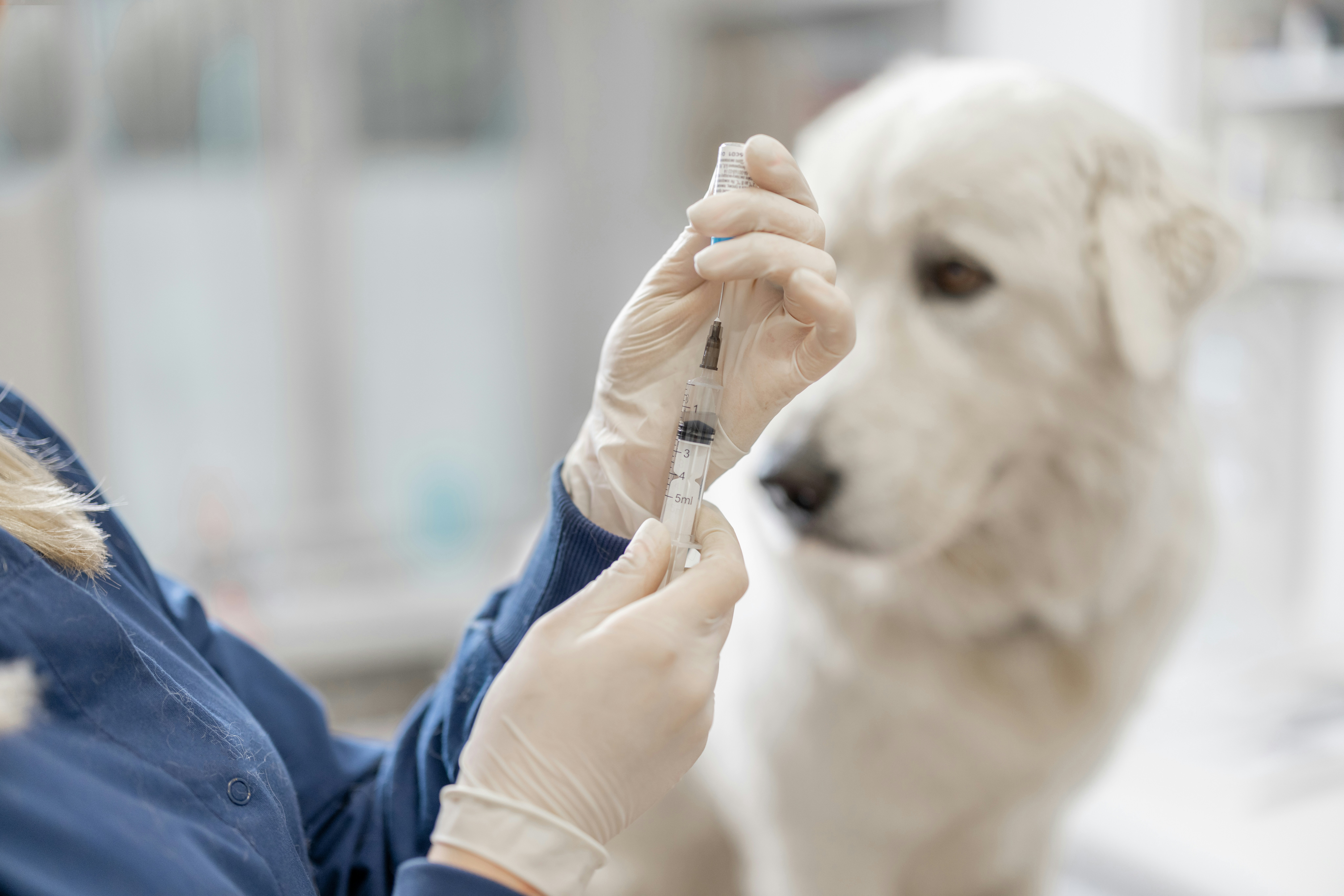Dog getting a vaccine