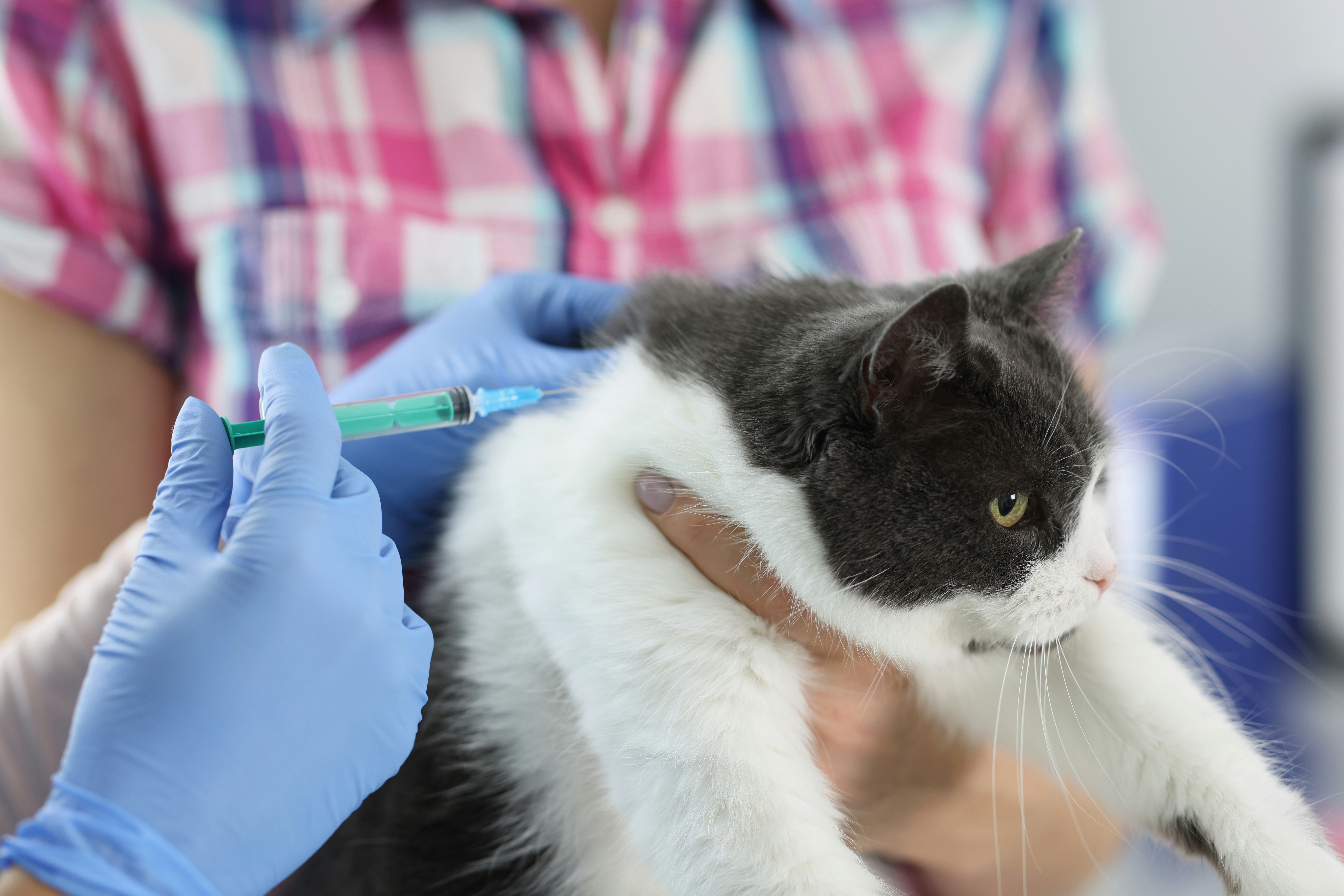 Cat getting a vaccine