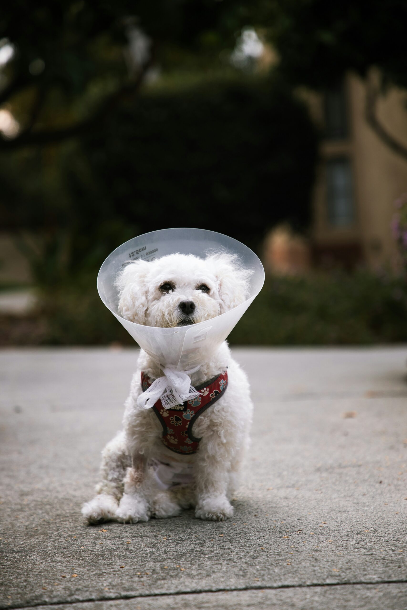A white dog wearing a cone