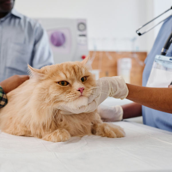 Orange cat at the vet