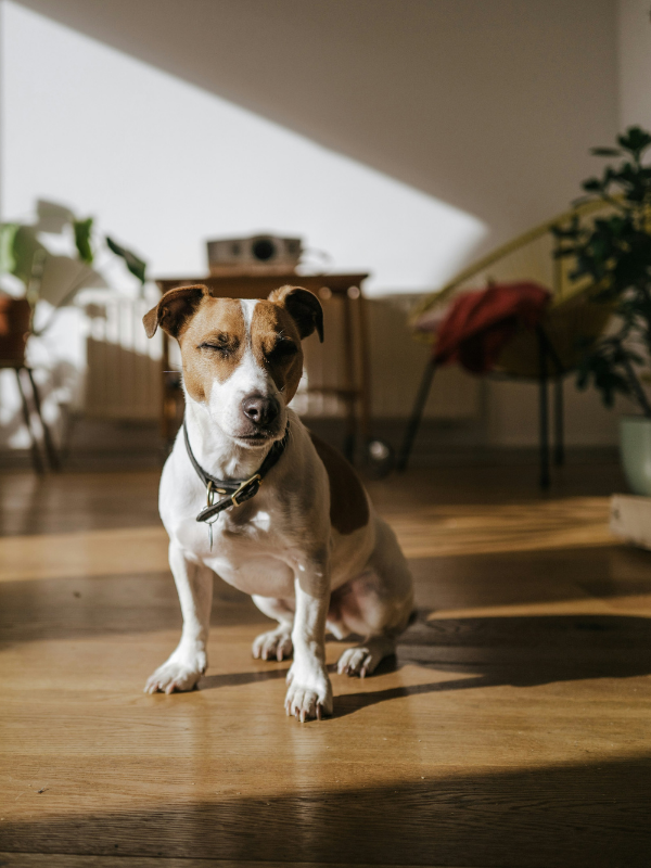 Dog sitting with its eyes closed
