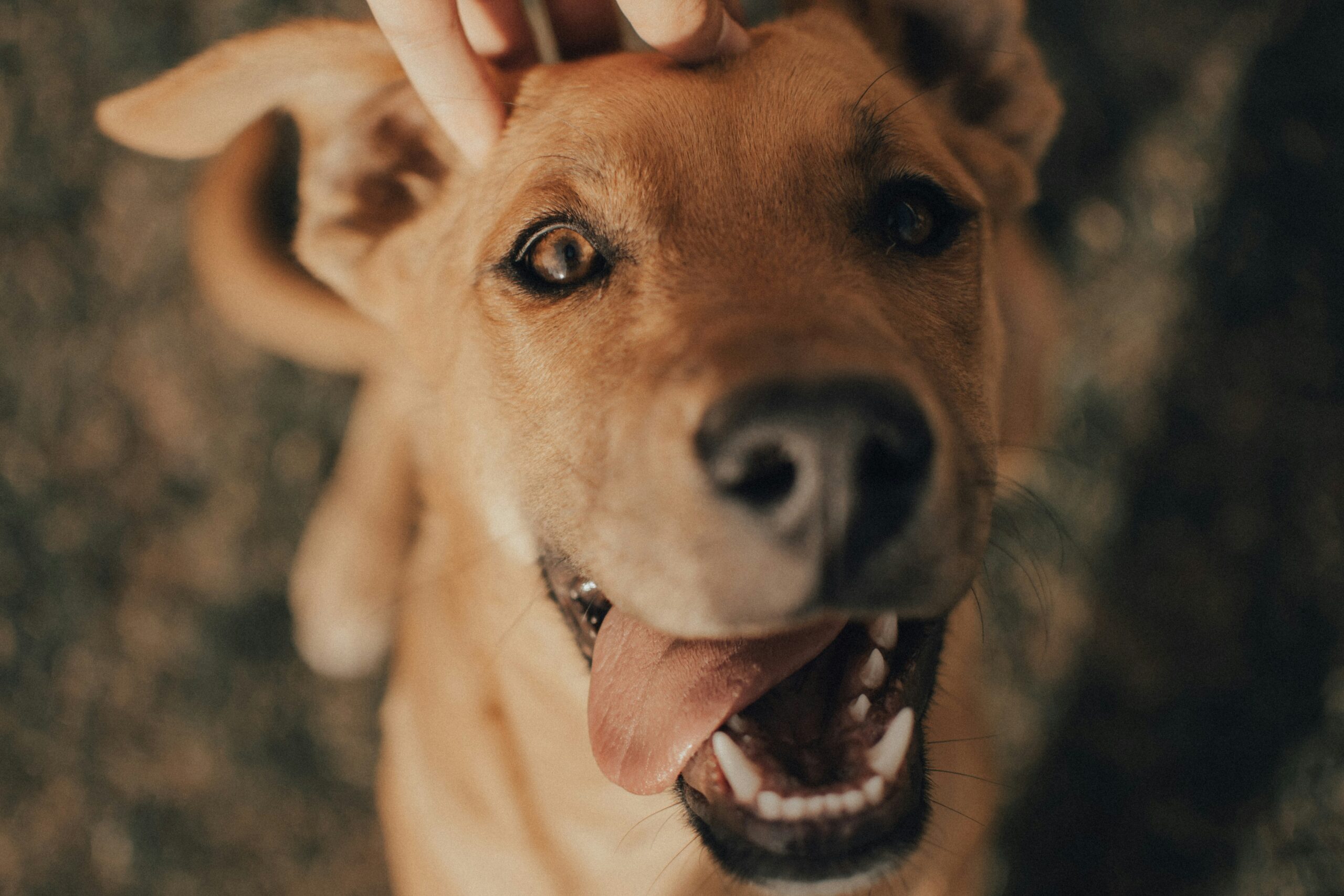 A dog happily starring at the camera with its tongue out.