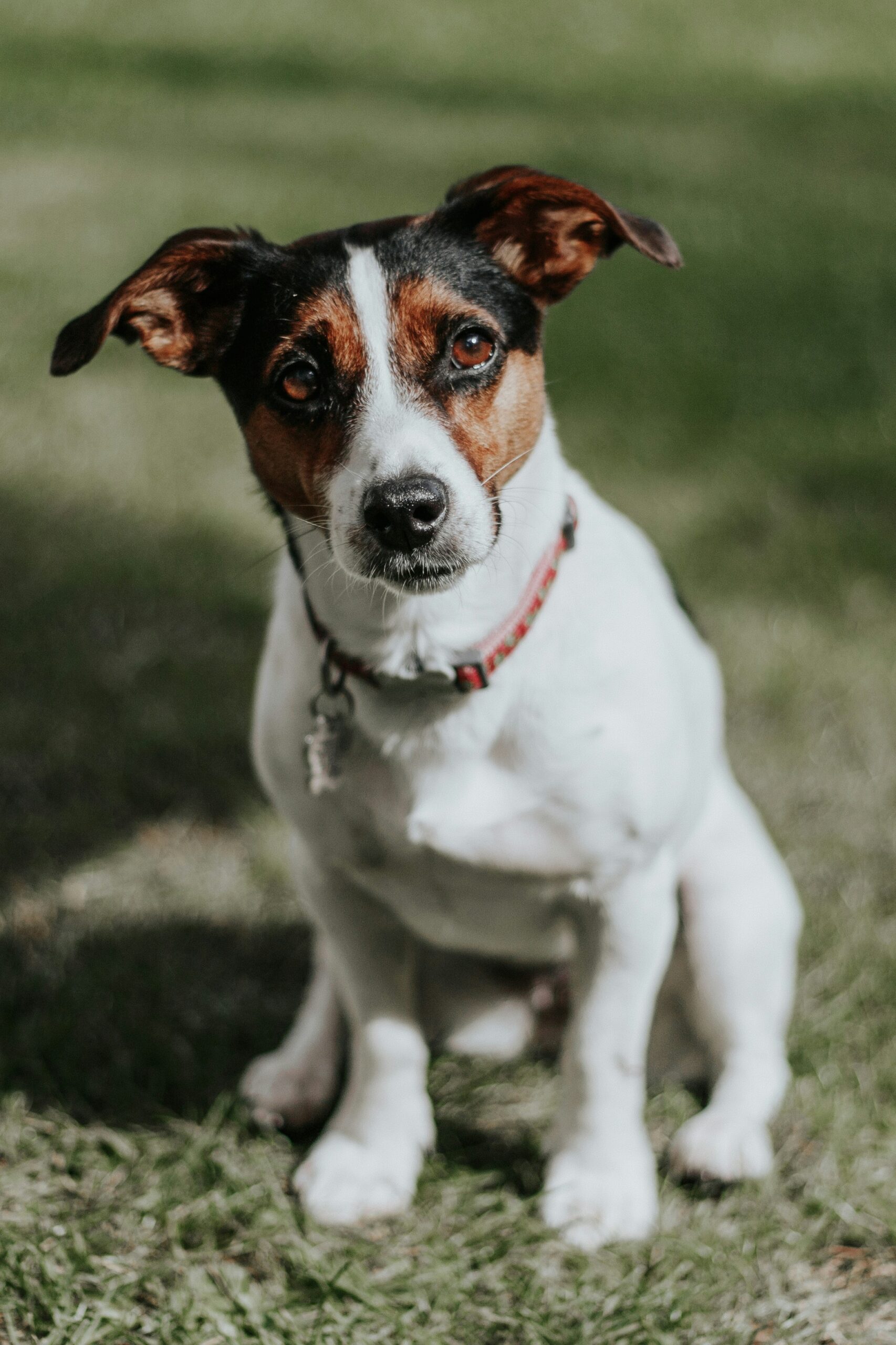 A dog sitting in grass, starring at the camera