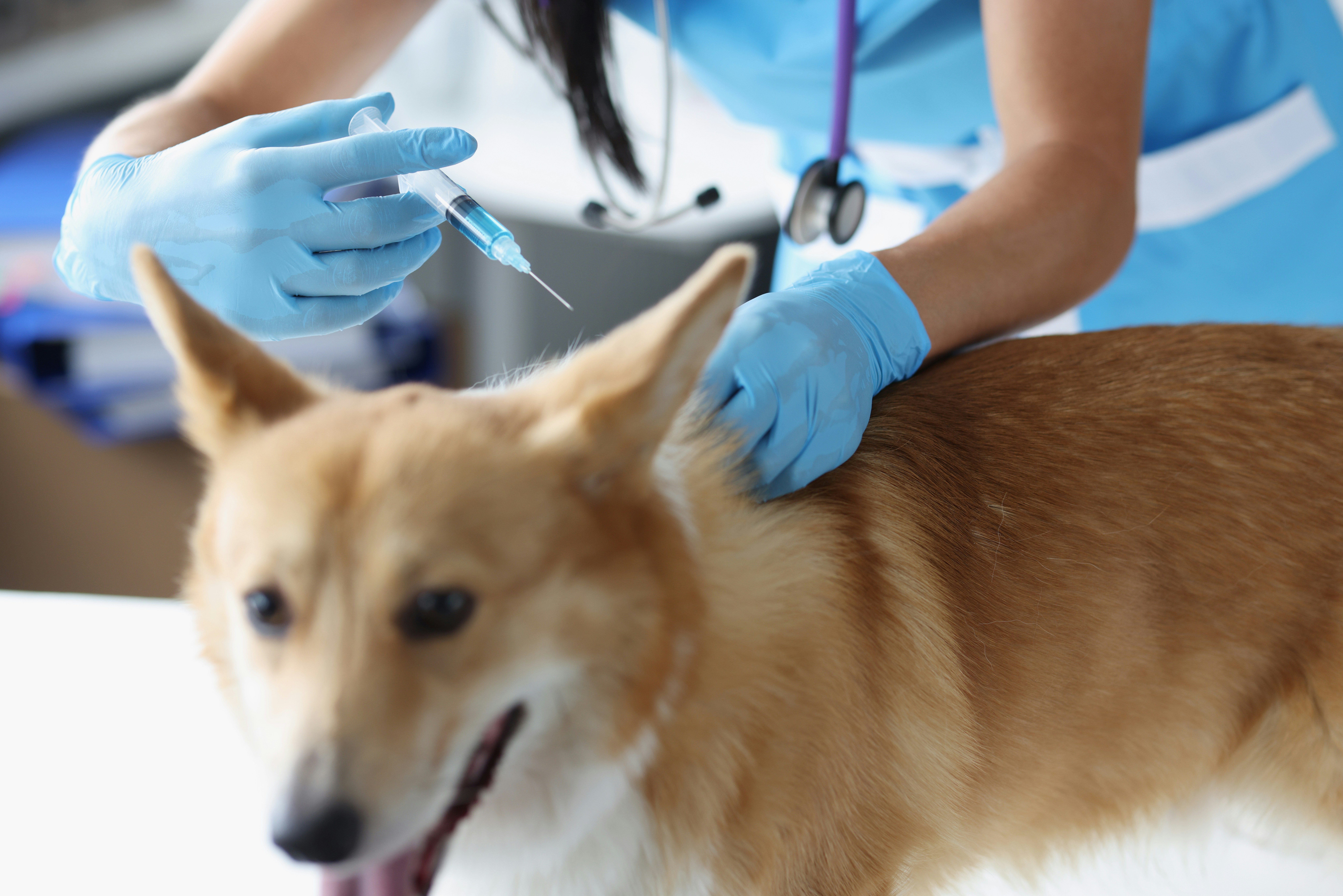 A corgi getting a rabies vaccine