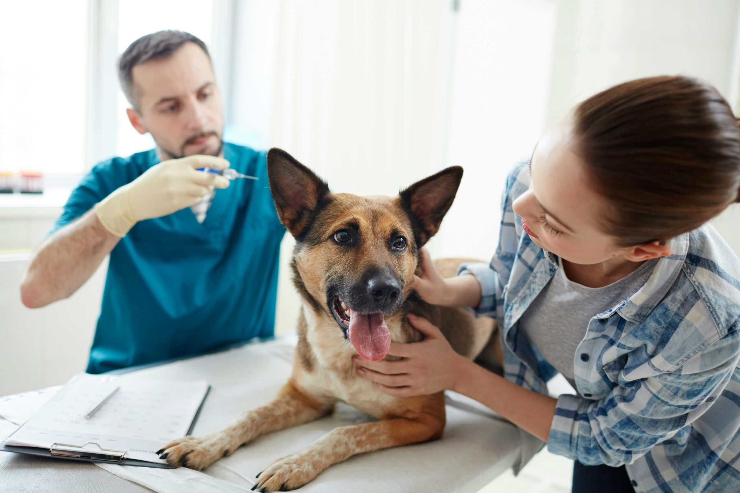 A German Shepard getting the DHPP vaccine 