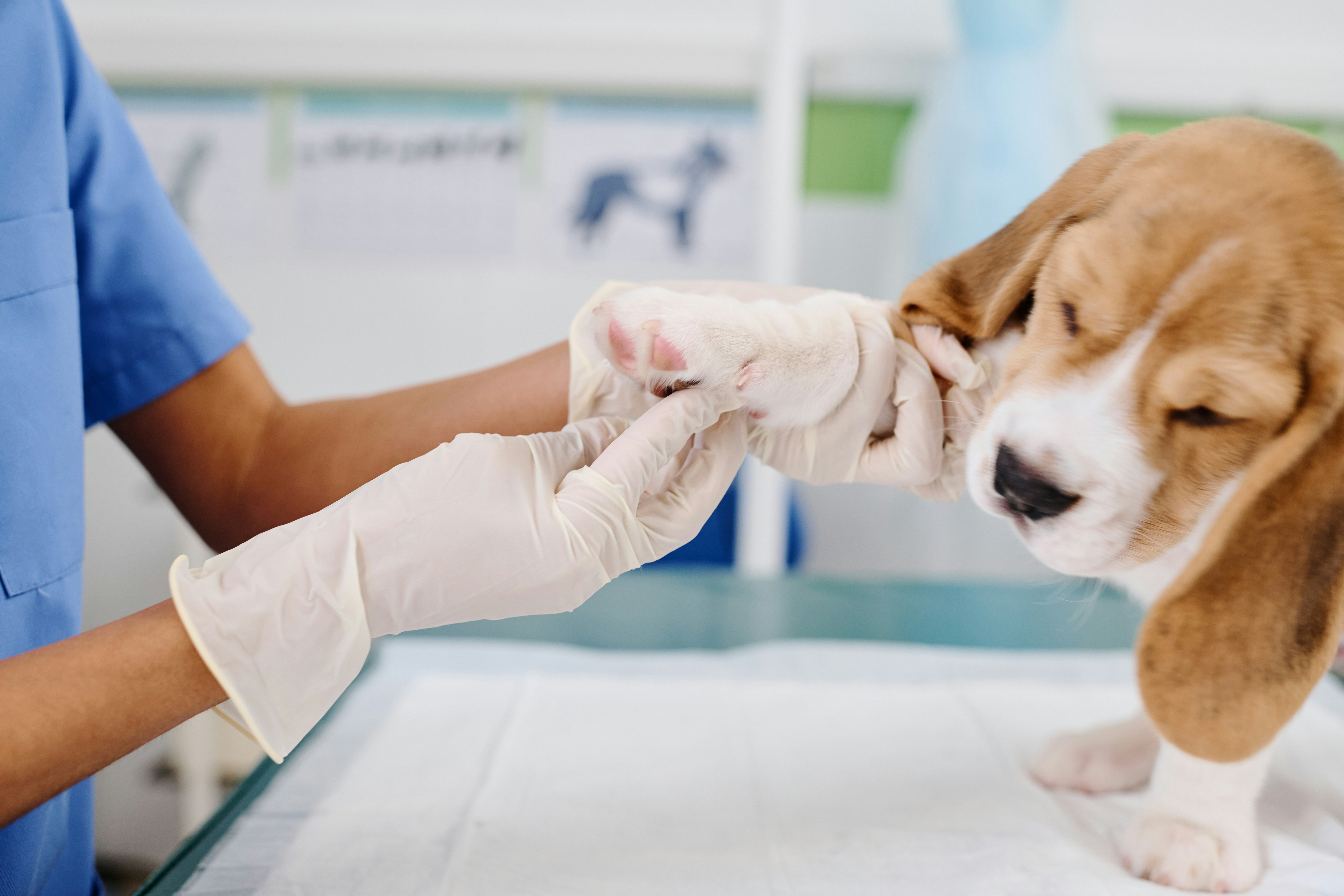A puppy getting it's paw examined at the vet