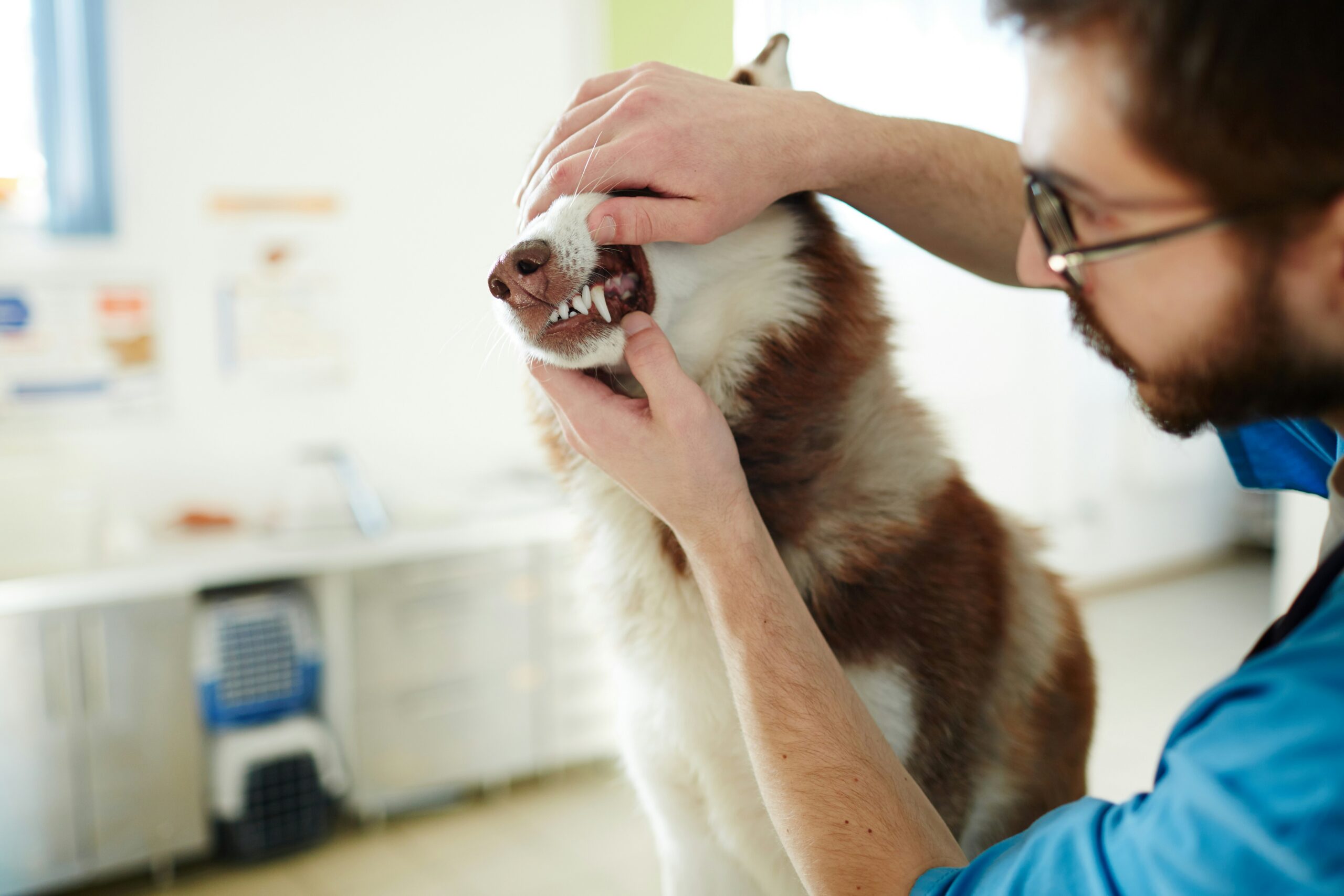 A dog getting its teeth examined