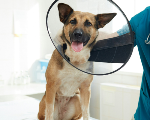 German Shepard wearing a cone