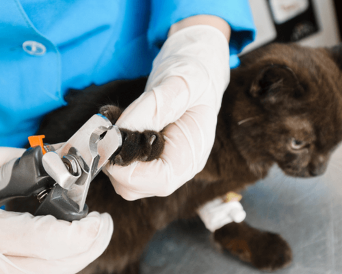 German Shepard wearing a cone