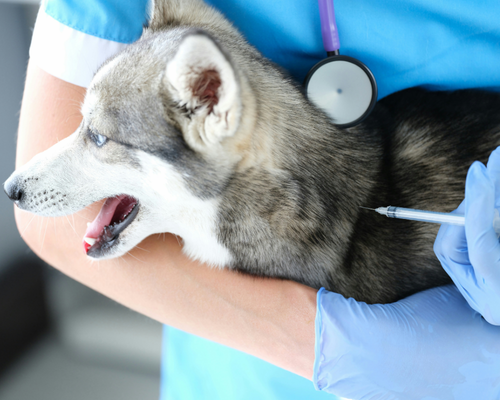 German Shepard wearing a cone
