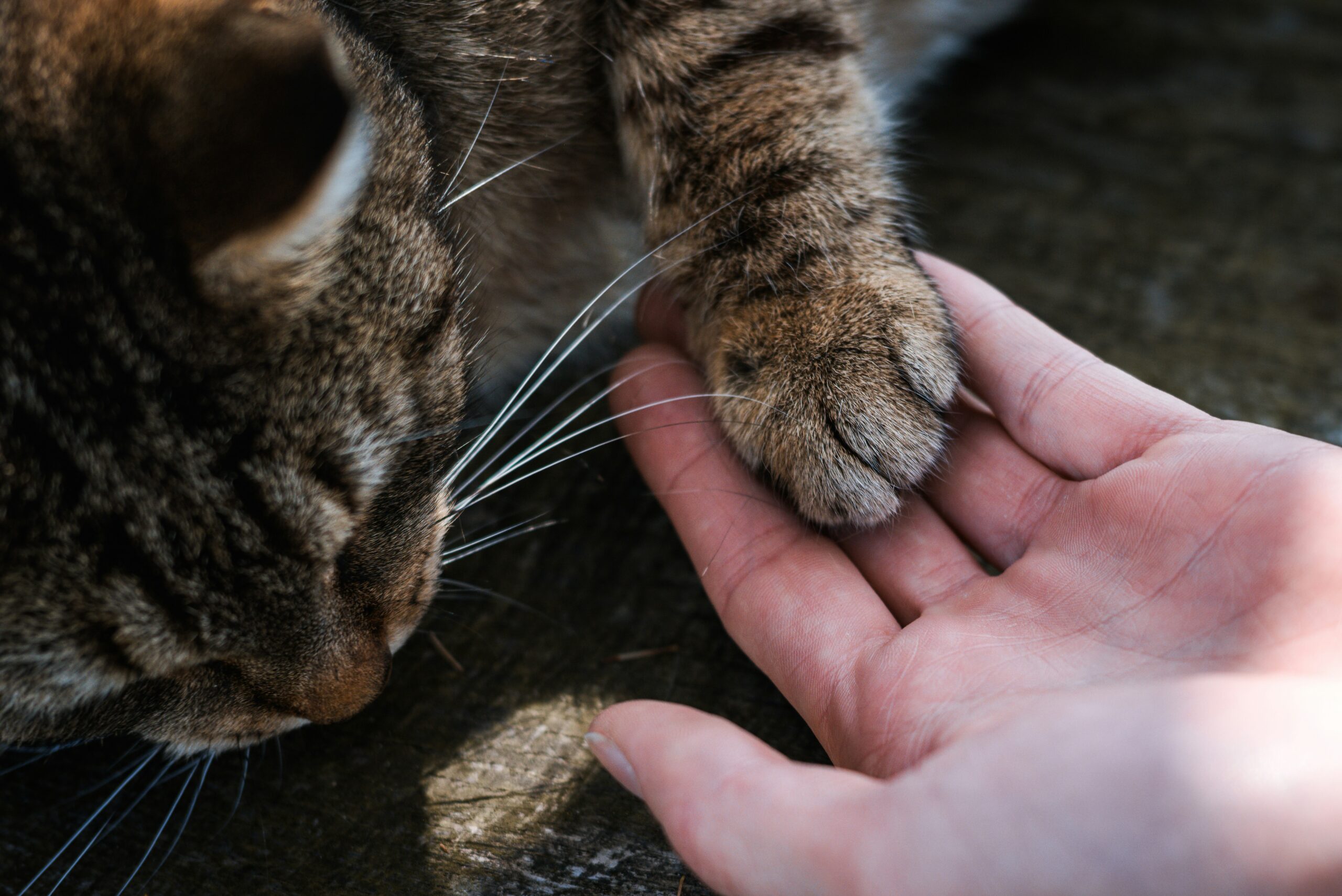 A cat showing it's paw