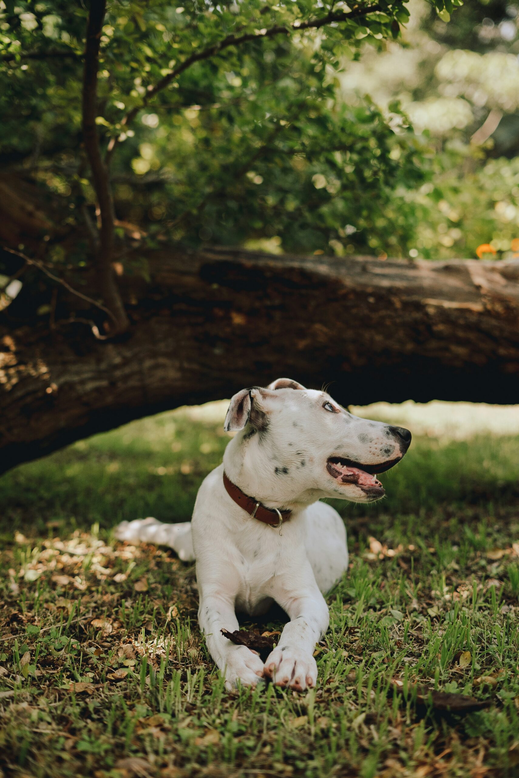 Dog sitting outside by a large tree branch